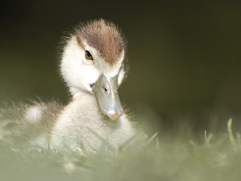 duckling in the grass