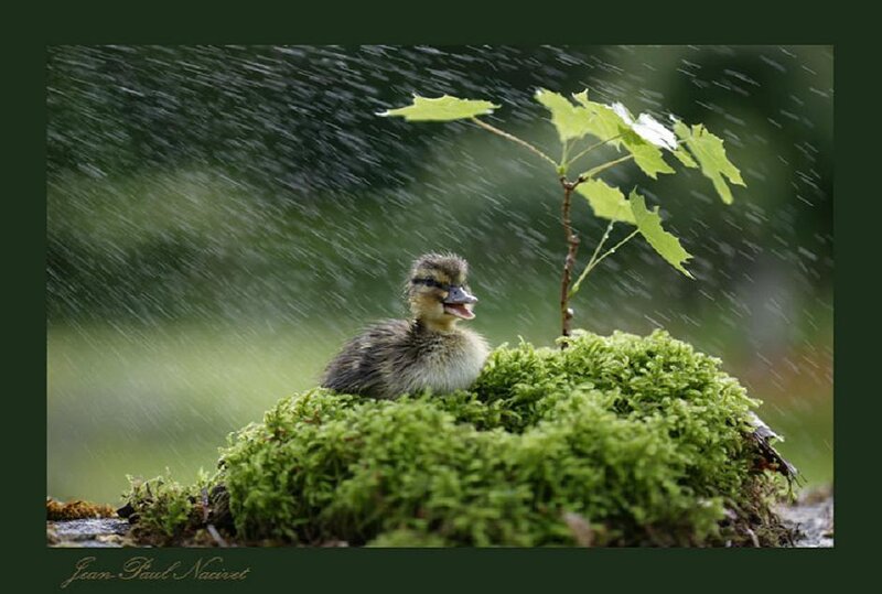 Duckling in the rain