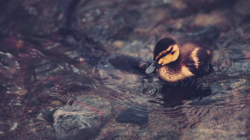 Duckling in Water — Brown, Calm, Photograph, Rocks