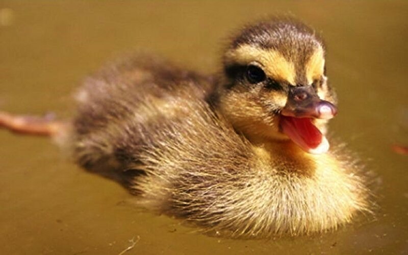 Duckling in Water — Brown, Calm, Photograph