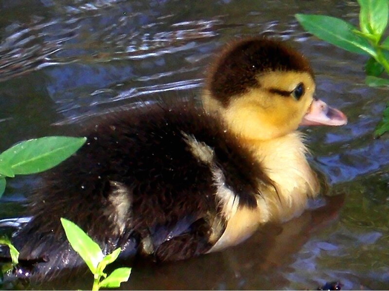 Duckling in Water — Brown, Calm