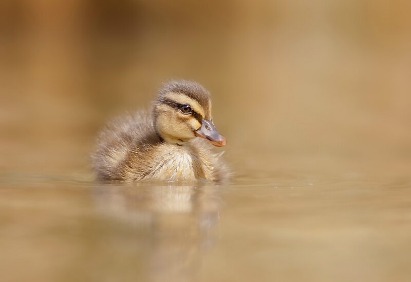 Duckling in Water — Brown