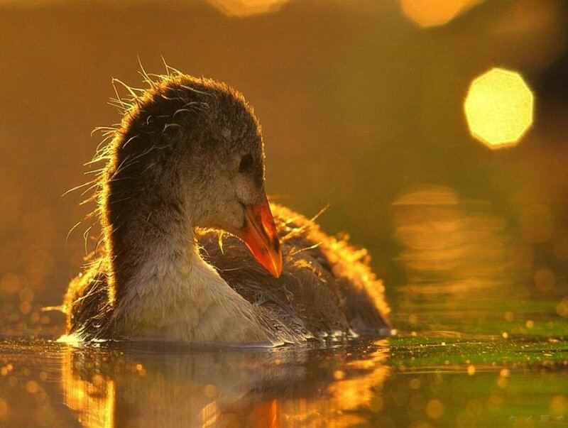 Duckling in Water — Gold