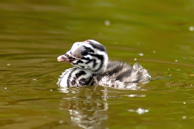 Duckling in Water — Green