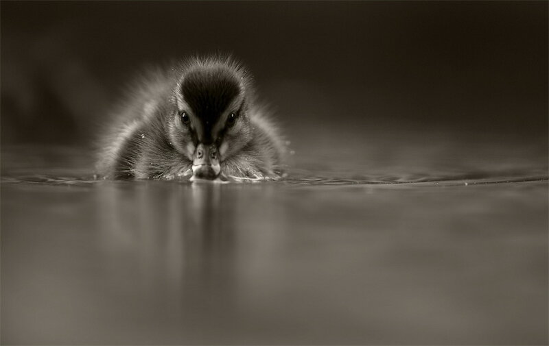 Duckling in Water