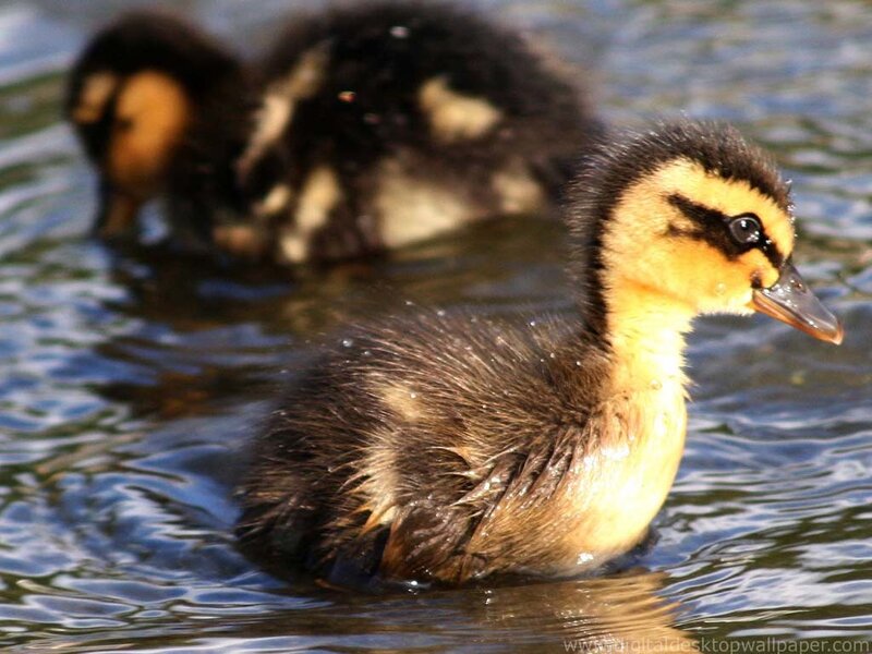 Duckling in Water — Yellow, Calm, Afternoon
