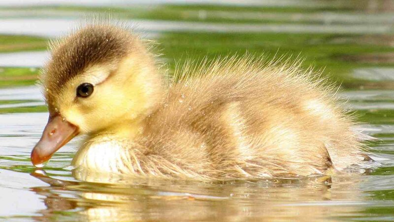 Duckling in Water — Yellow, Calm