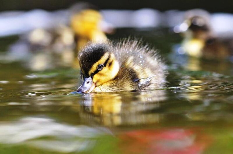 Duckling in Water — Yellow
