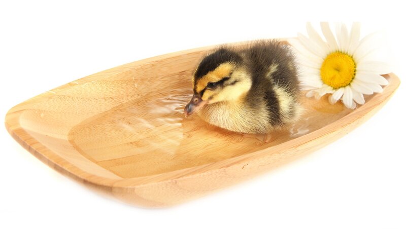 Duckling in Wooden Bowl