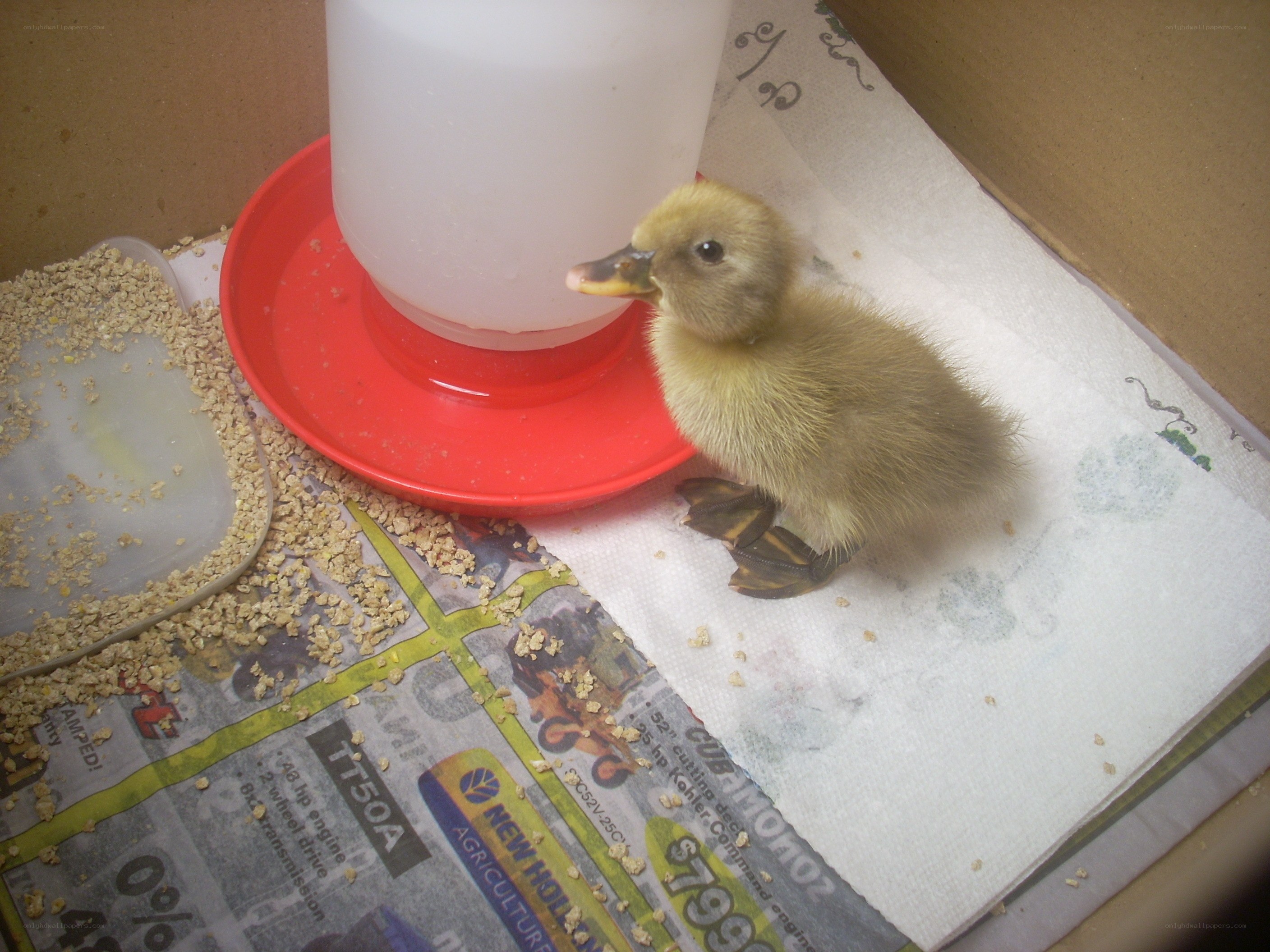 duckling near feeder