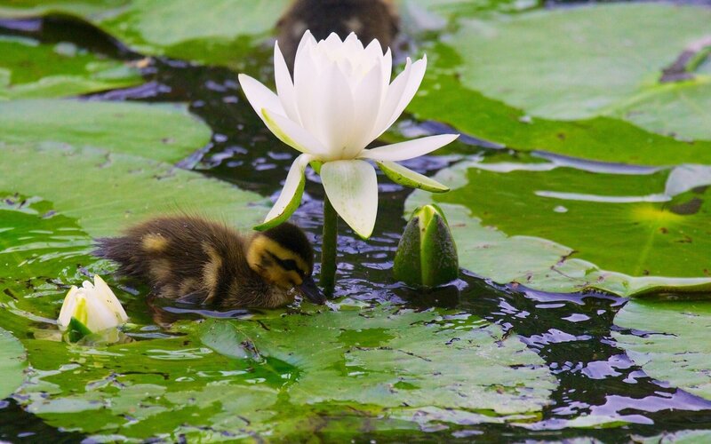 Duckling Near Water Lily