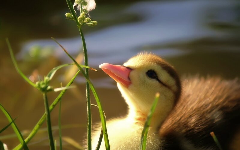 Duckling Near Water — Yellow, Serene