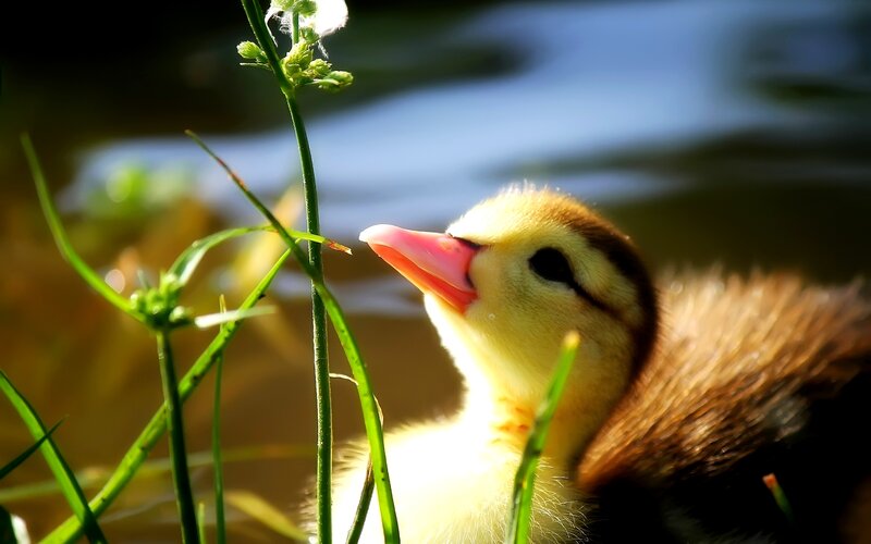Duckling Near Water — Yellow