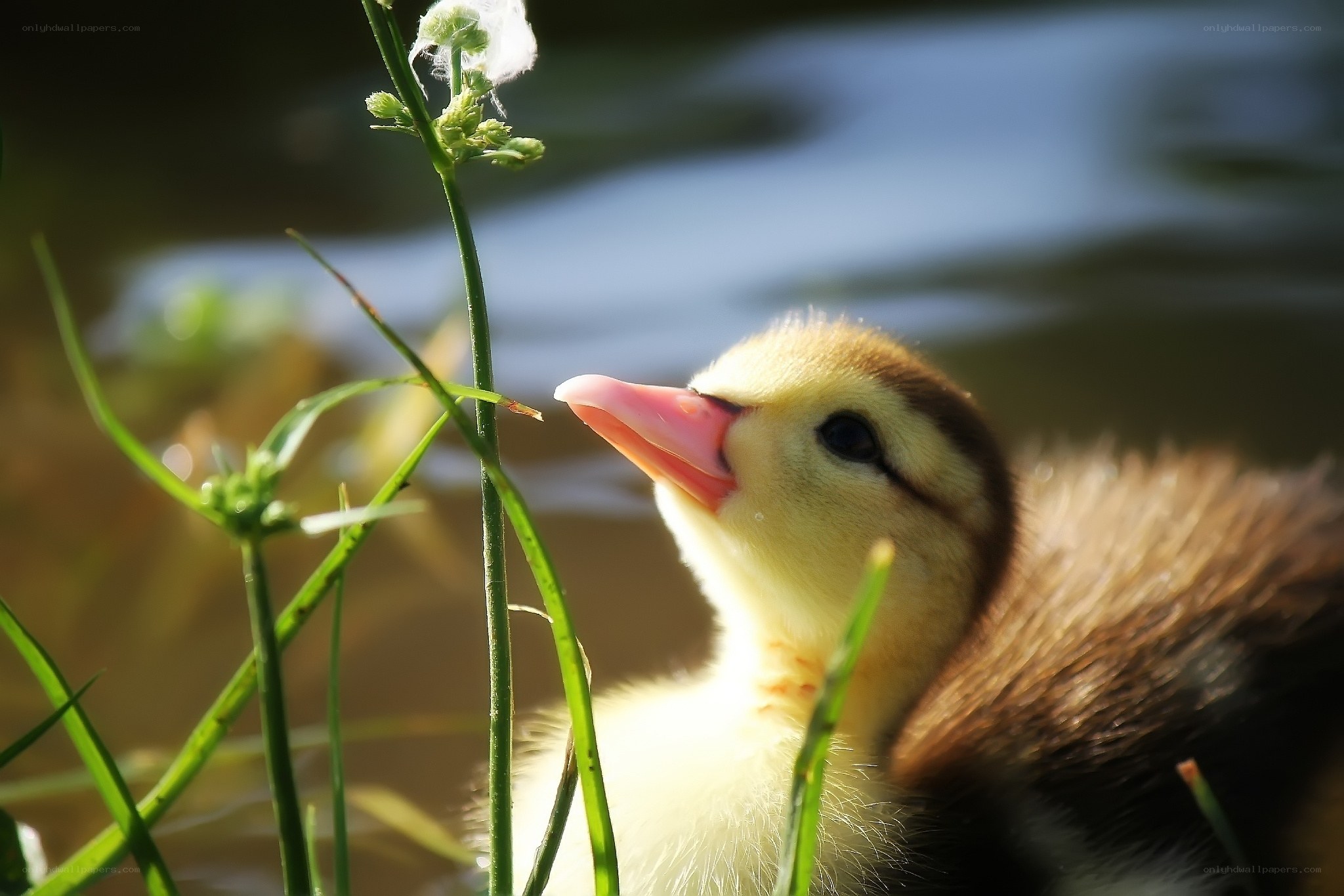 duckling near water