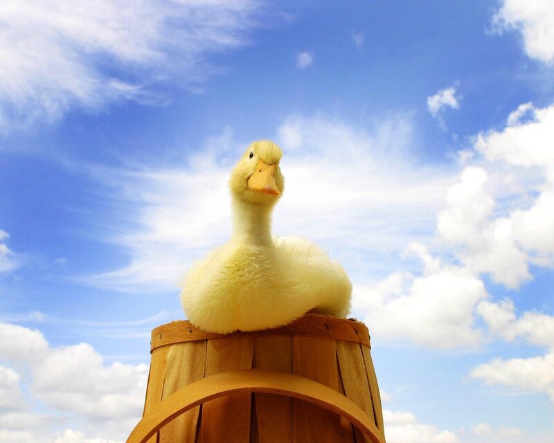 duckling on a barrel