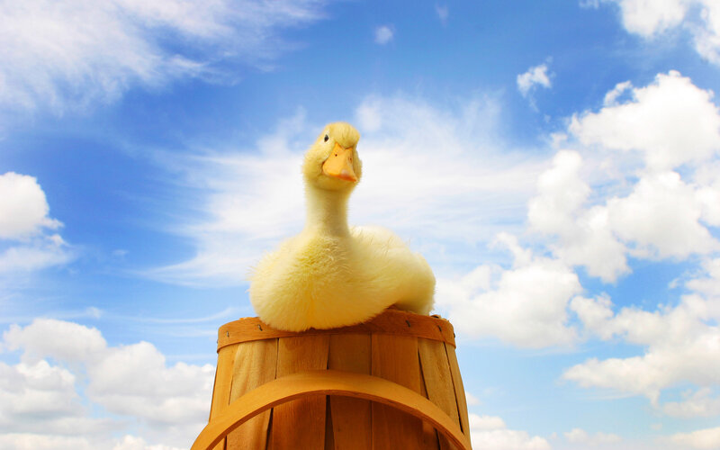 duckling on a barrel