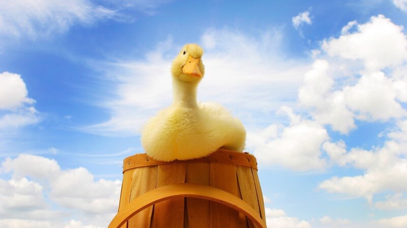 duckling on a barrel