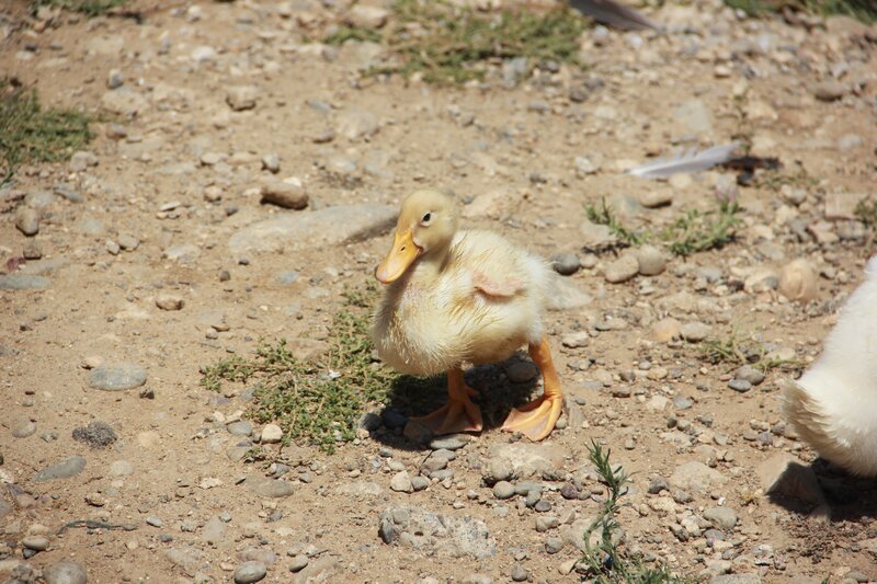 duckling on a gravel path