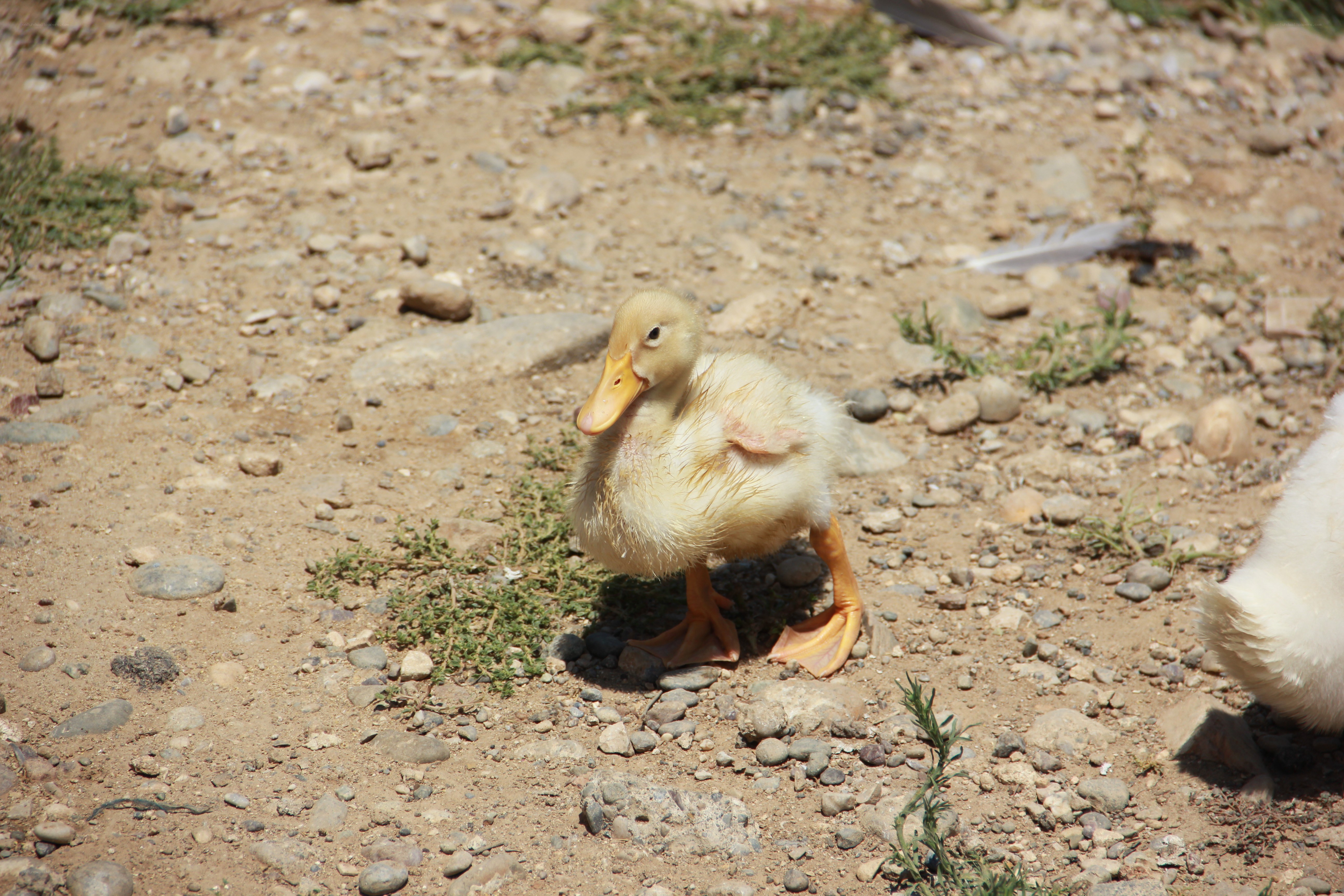 duckling on a gravel path
