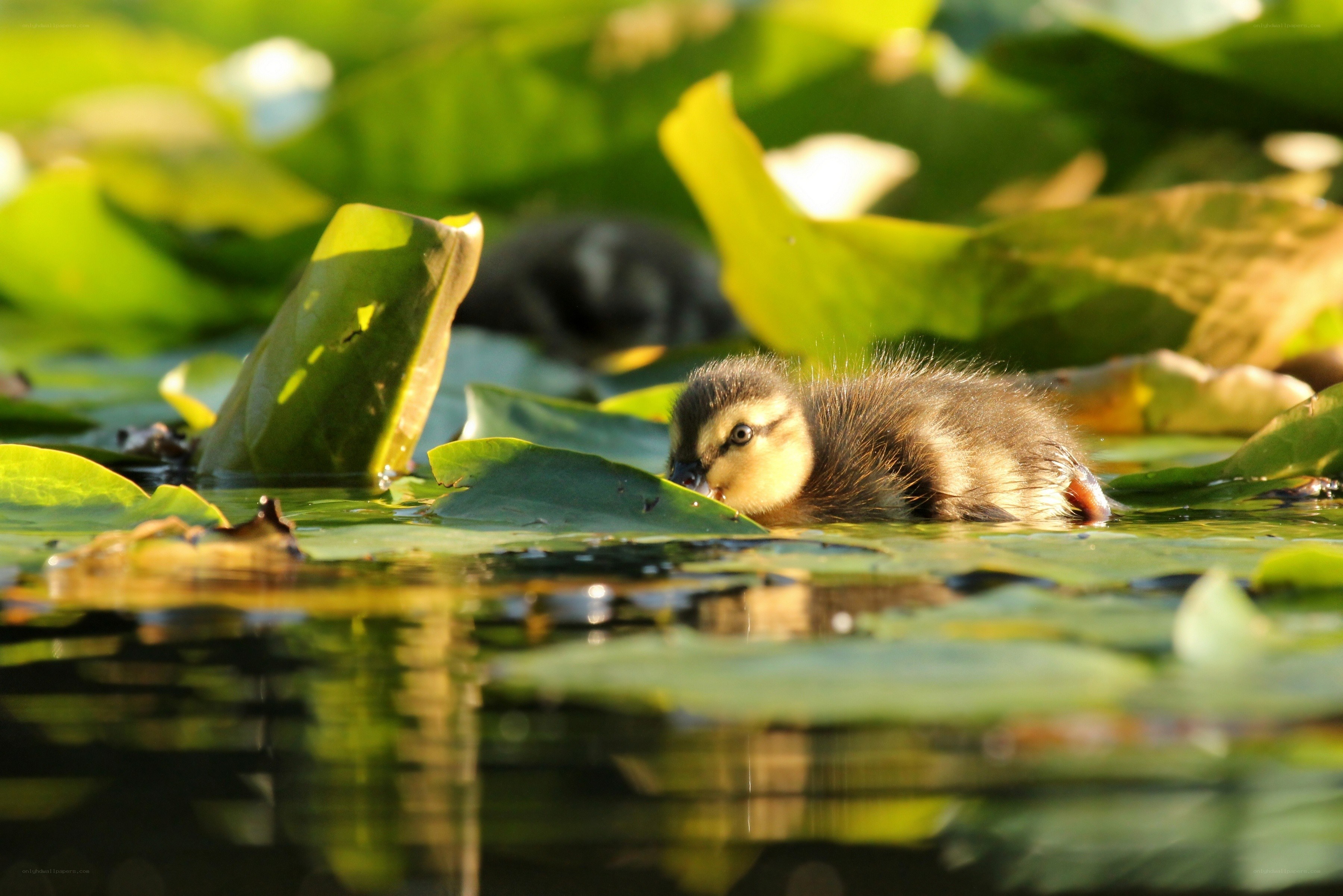 Duckling on a lily pad