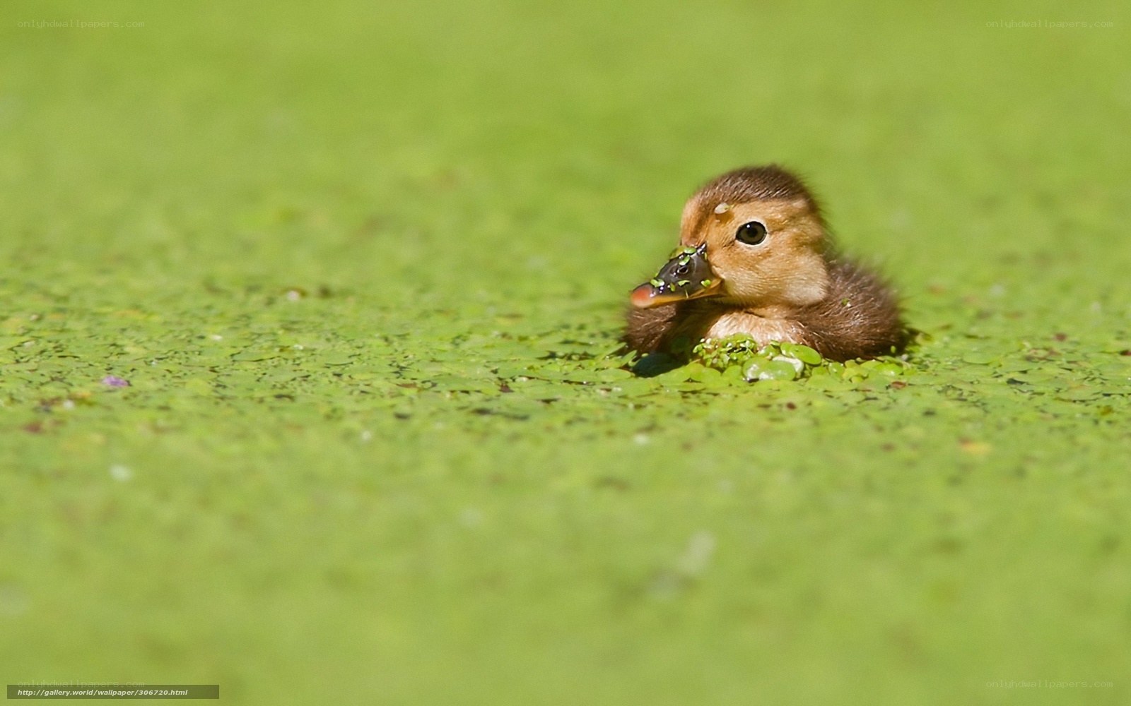 duckling on a lily pad