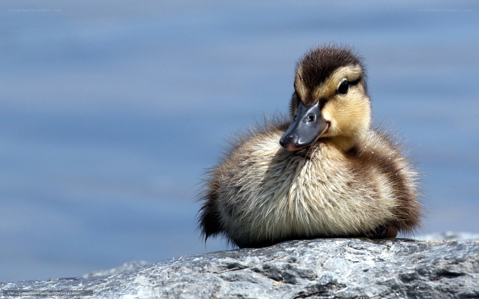duckling on a rock