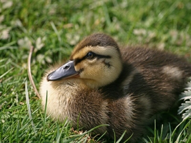 Duckling on Grass