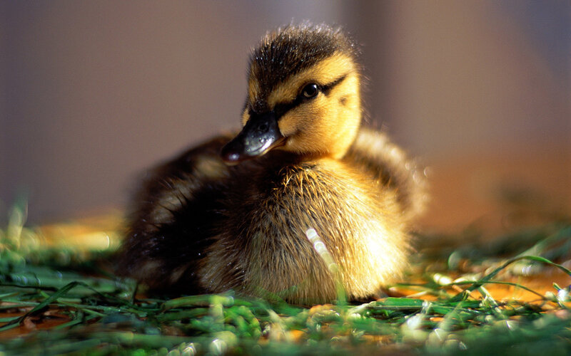 Duckling on Grass — Yellow, Calm