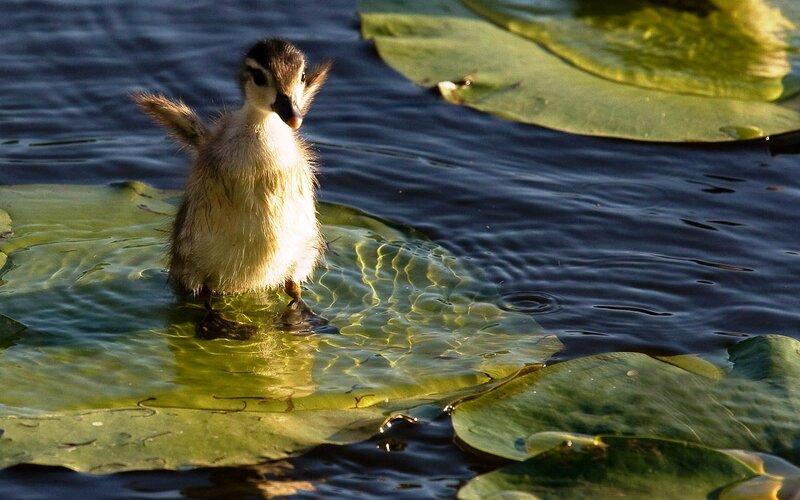 Duckling on Lily Pad — Green