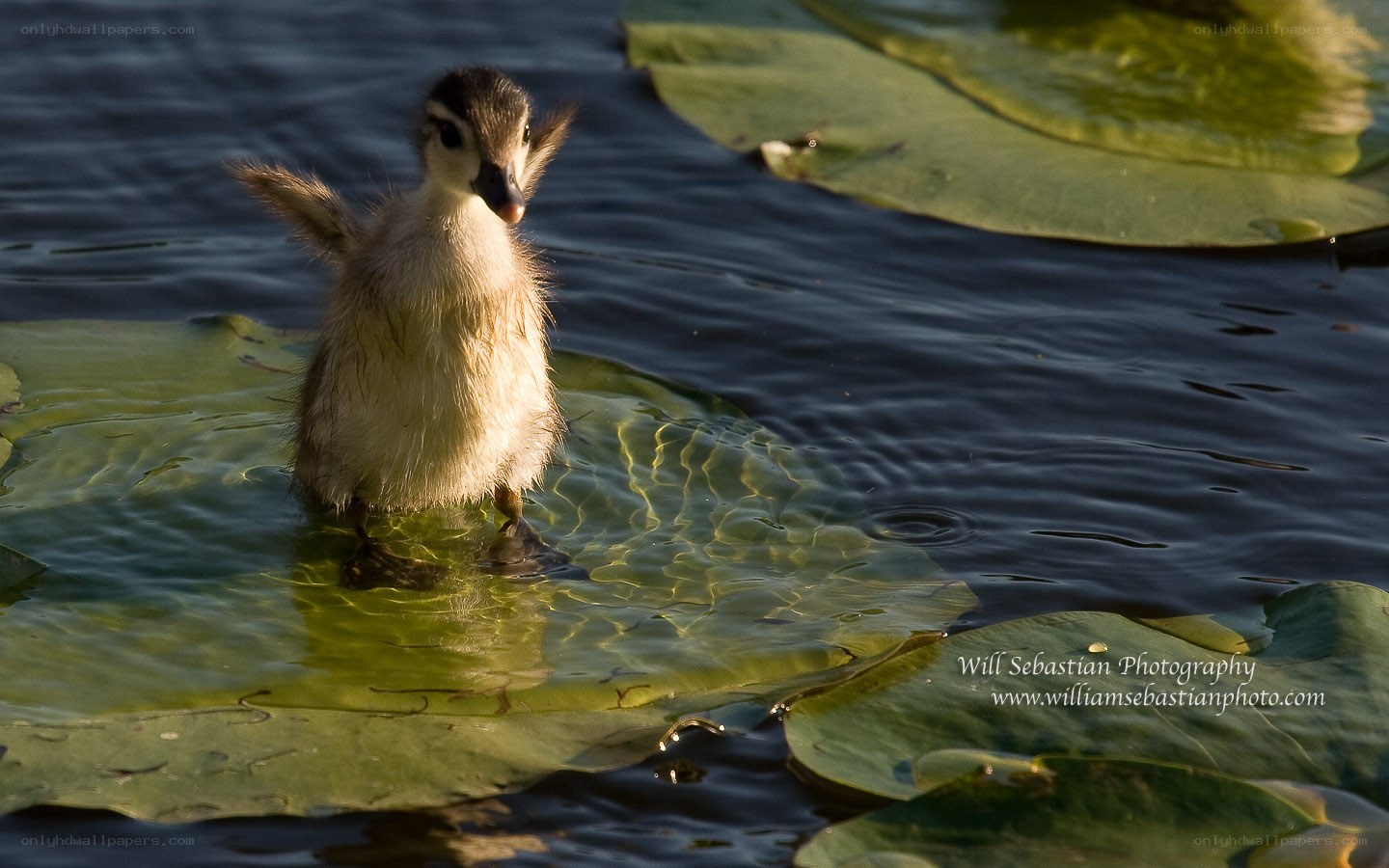 duckling on lily pad