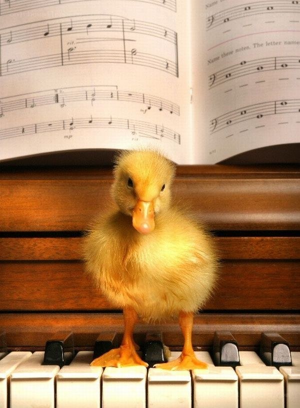 duckling on piano keys