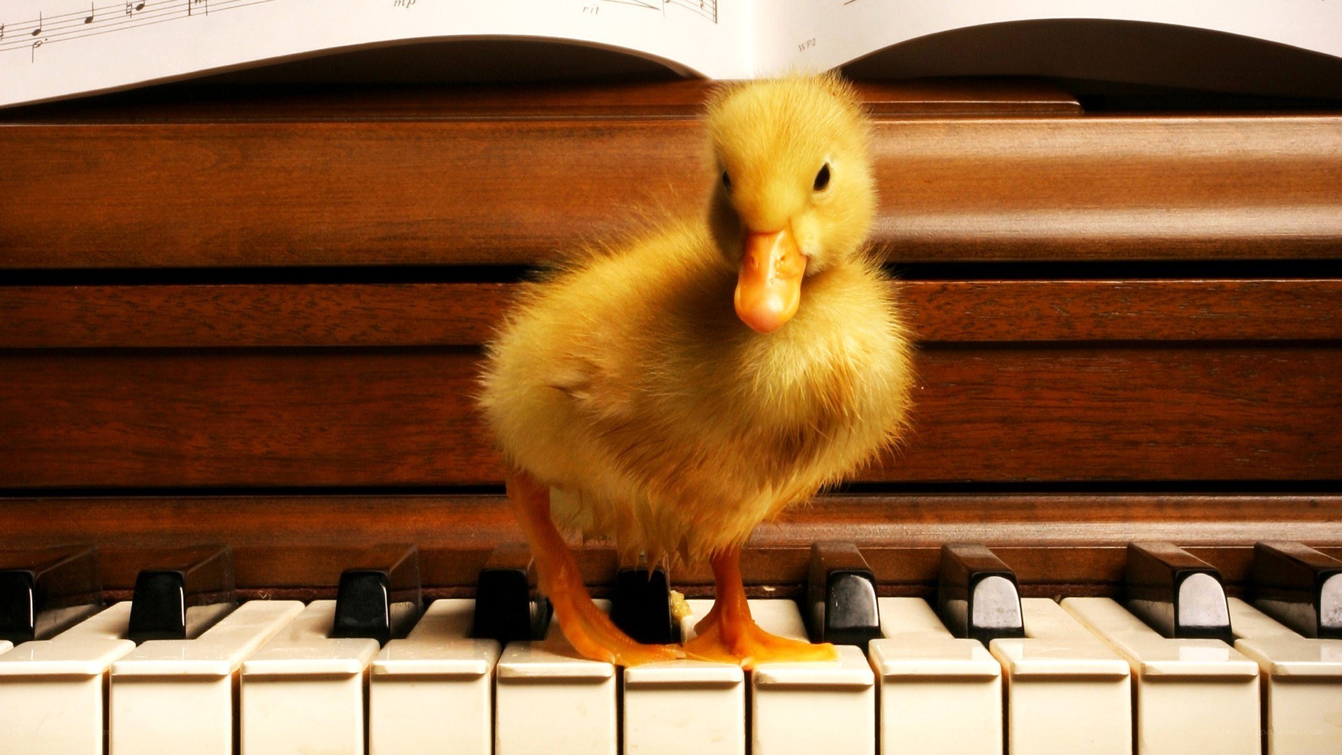 duckling on piano keys