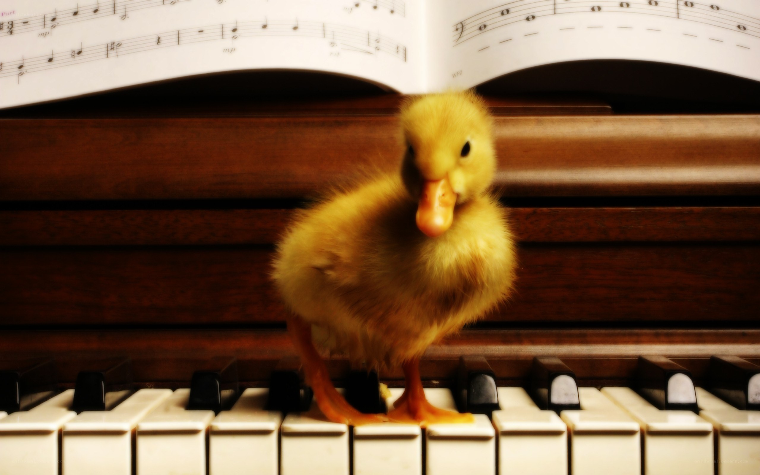 duckling on piano keys