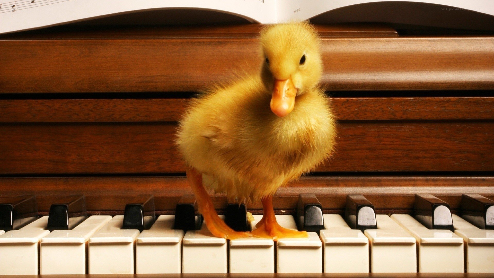 duckling on piano keys