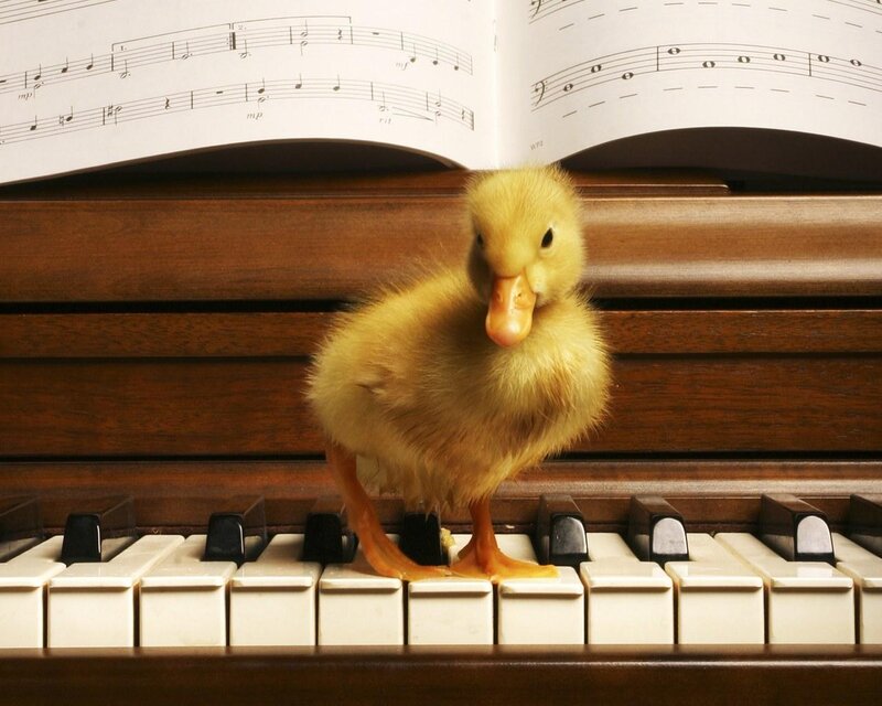 duckling on piano keys