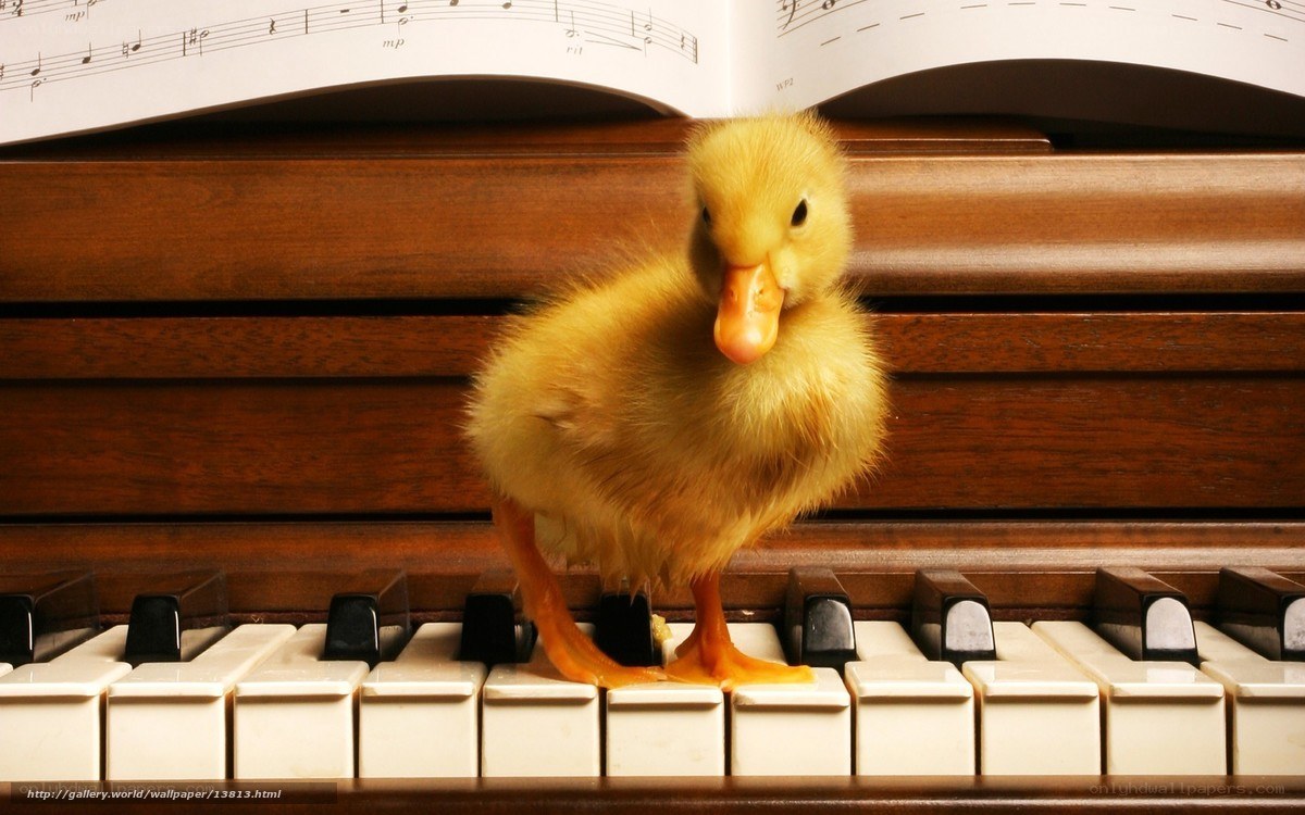 duckling on piano keys