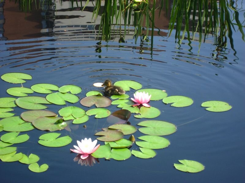 Duckling on Pond