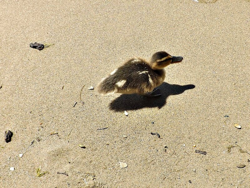 Duckling on Sand