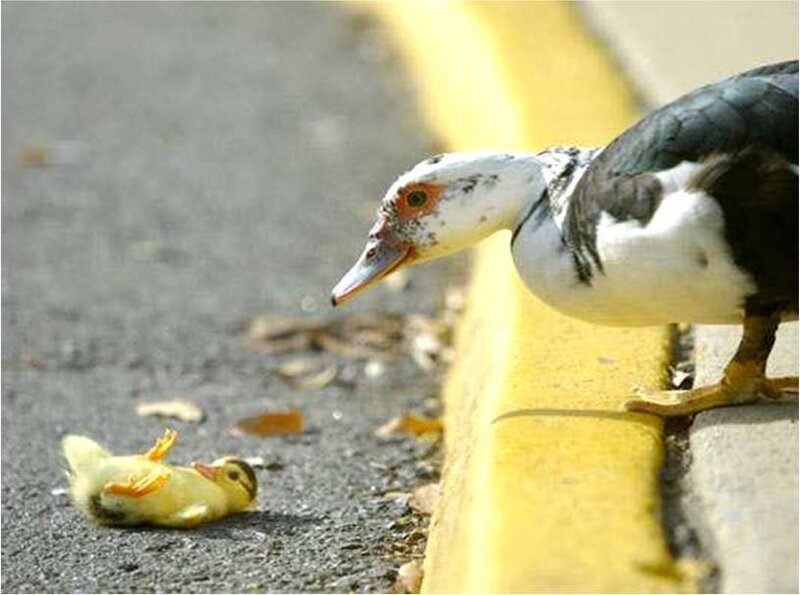 Duckling on the pavement