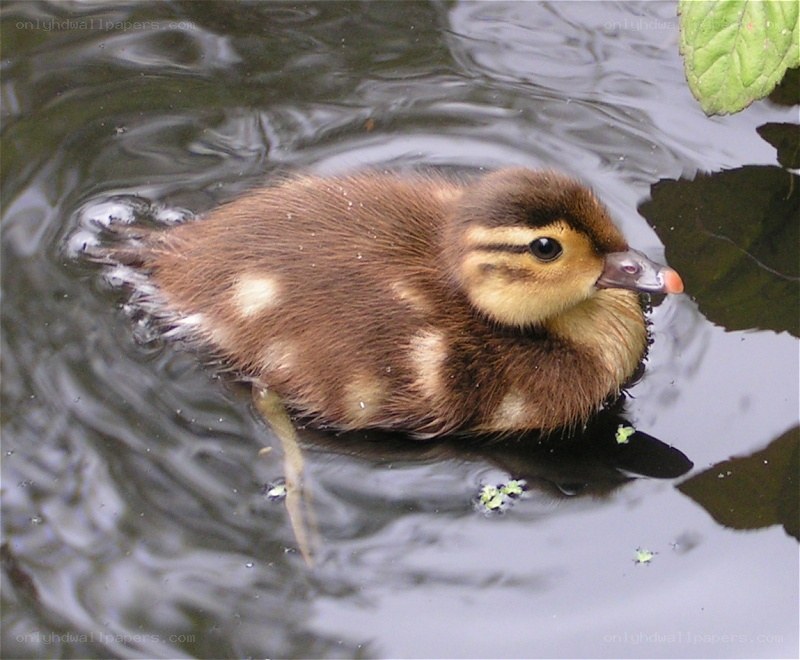duckling swimming in pond