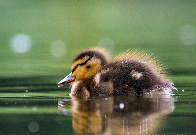 duckling swimming in water