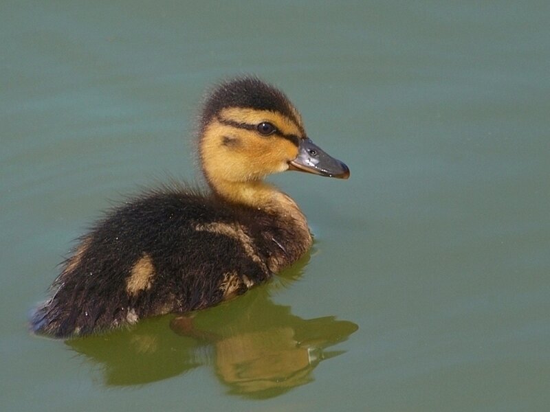 duckling swimming in water
