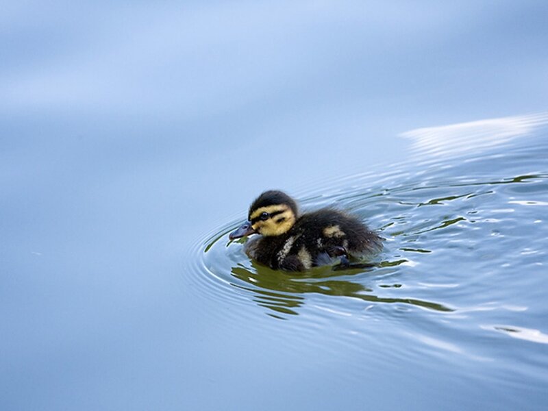 duckling swimming in water