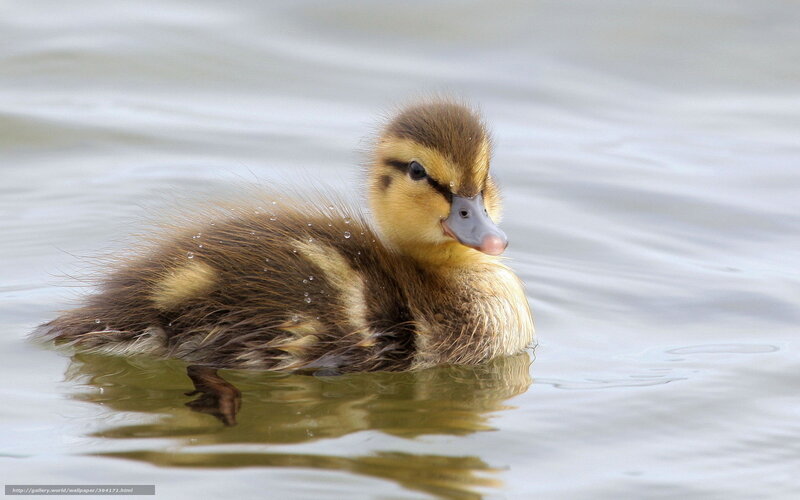duckling swimming in water