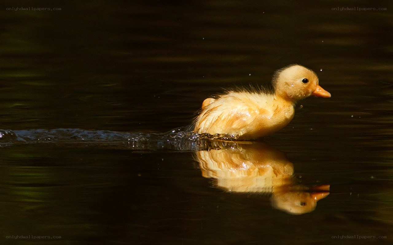 duckling swimming in water