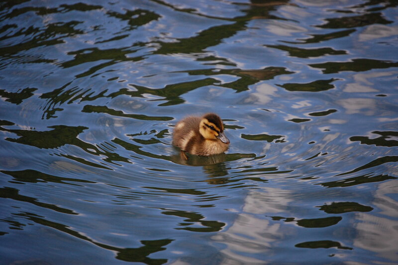 duckling swimming in water