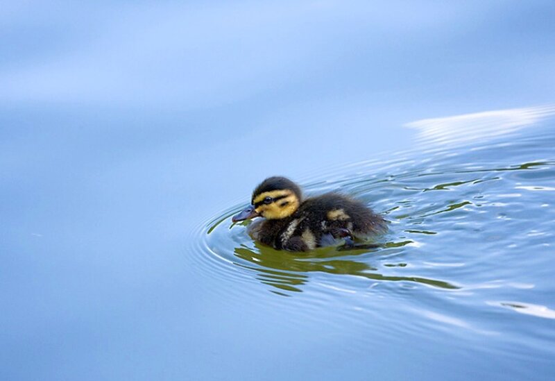 Duckling Swimming in Water — Blue, Calm