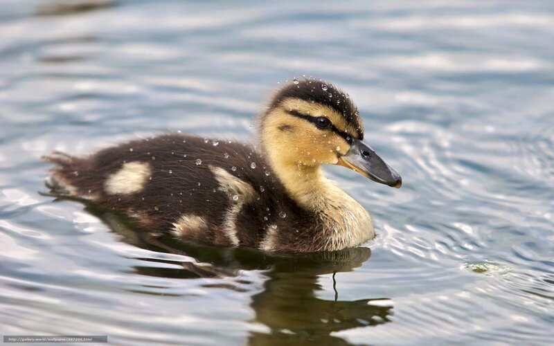 Duckling Swimming in Water — Brown, Calm, Photograph