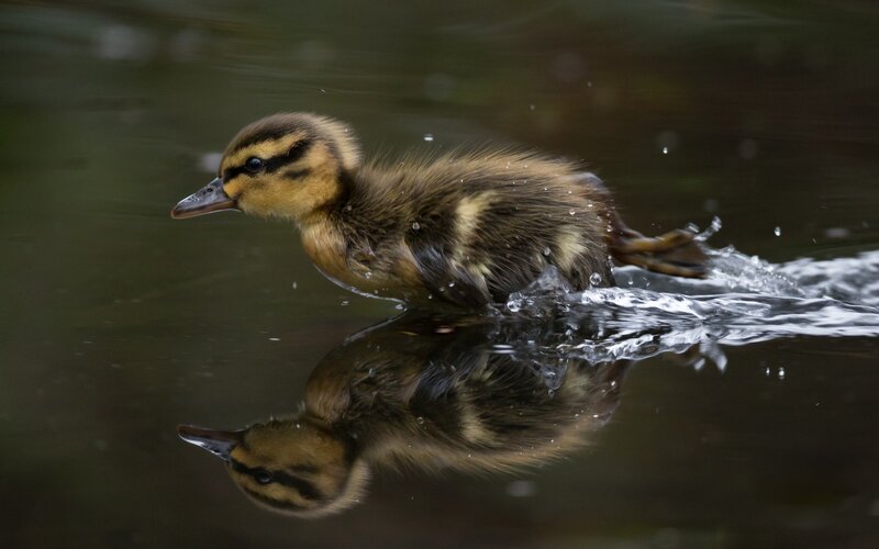 Duckling Swimming in Water — Brown, Calm