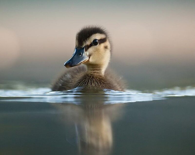 Duckling Swimming in Water — Brown, Serene